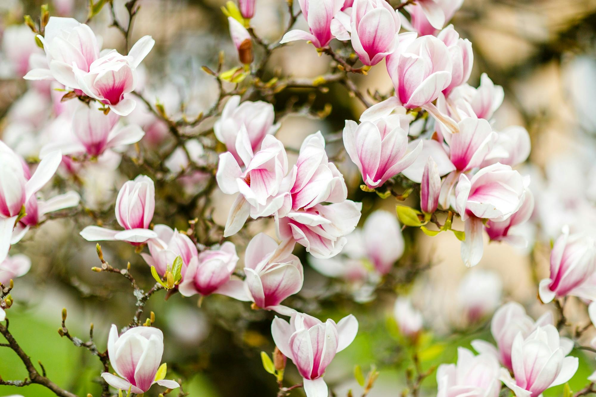 Blühende Magnolienzweige mit rosa-weißen Blüten.
